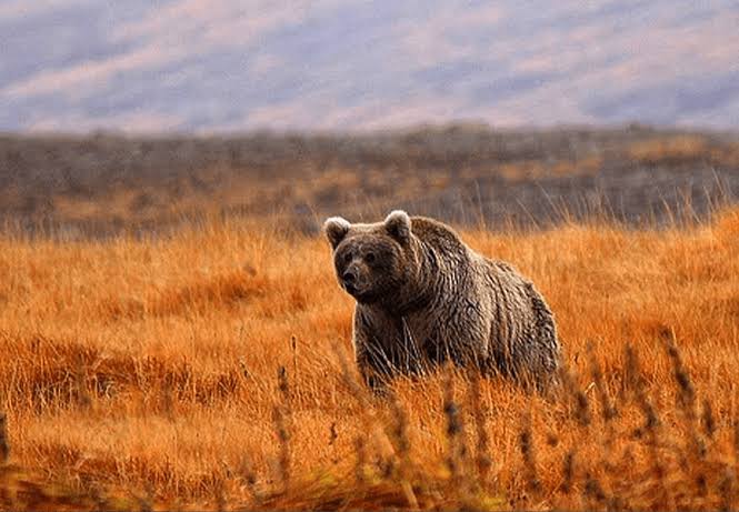 Deosai National Park Himalayan Brown Bear