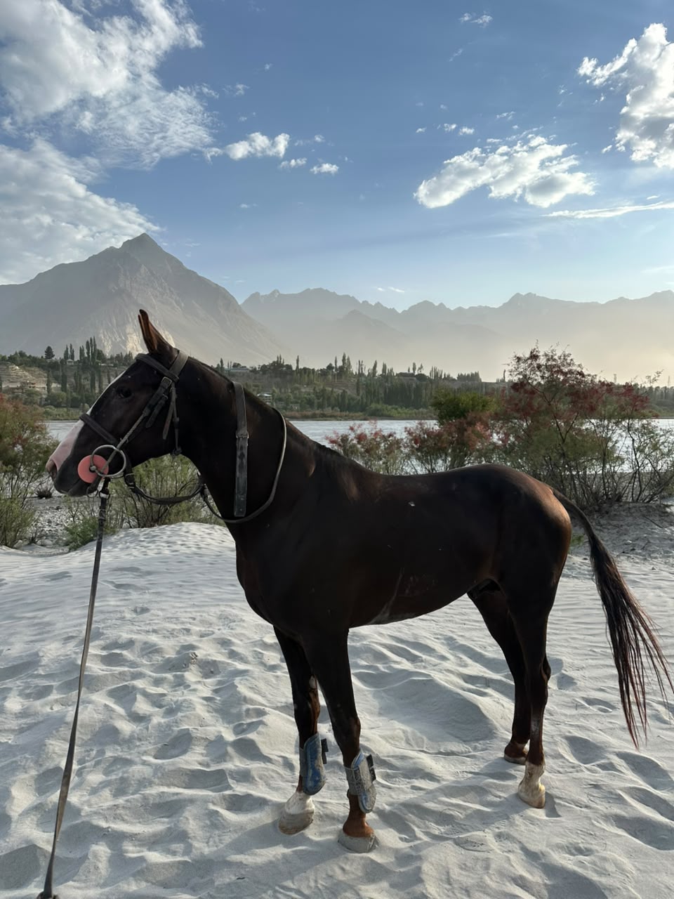 Photography Horse Riding Campaign